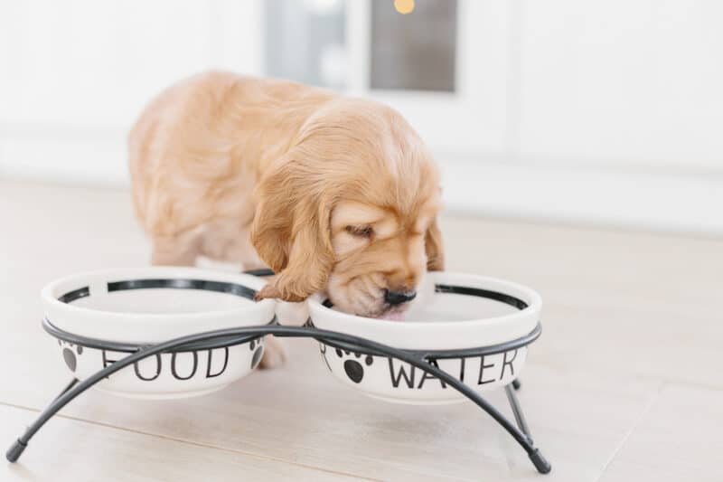 young puppy dog drinking water out of a raised water bowl