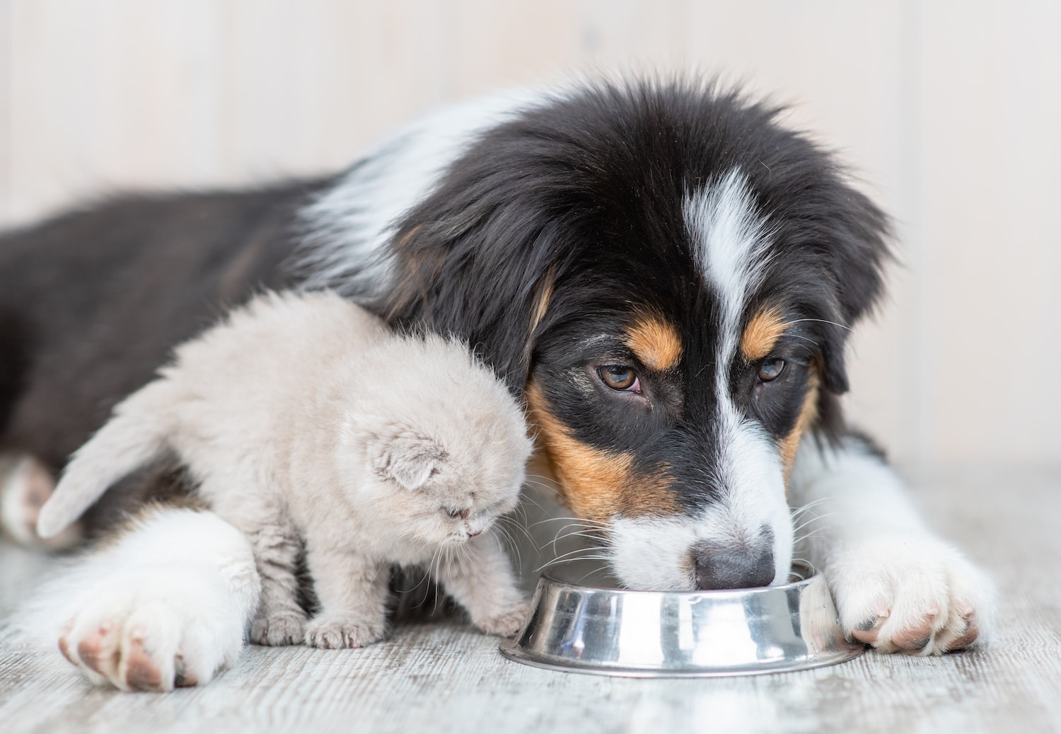 Is Filtered Water for Pets Safe