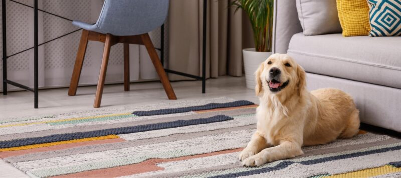 A happy golden retriever lies on a colorful rug in a bright, modern living room with a desk, chair, and sofa